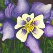 Bella Dreams by Mary Lyn Gough